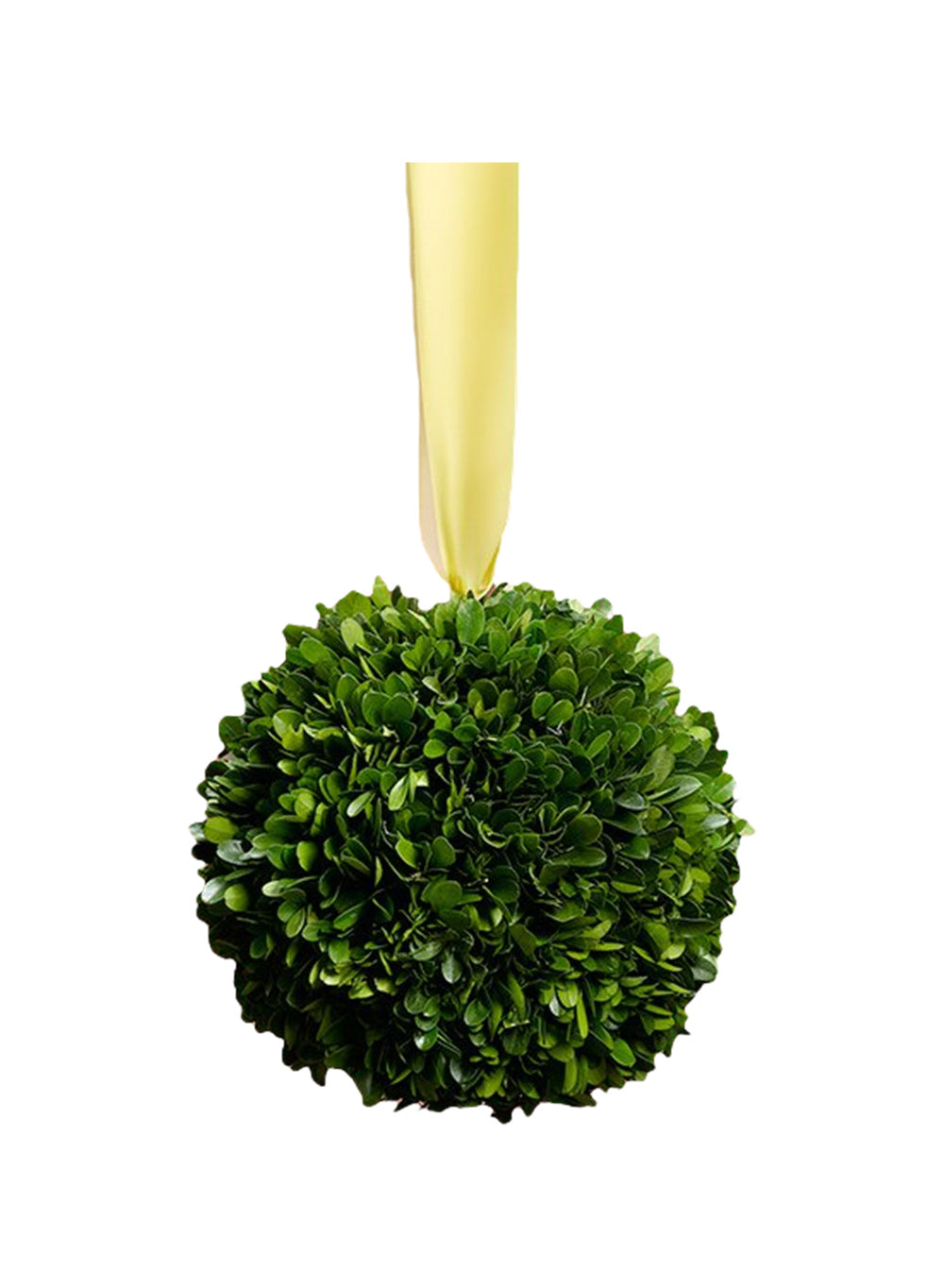 Preserved Boxwood Ball, in 4 Sizes