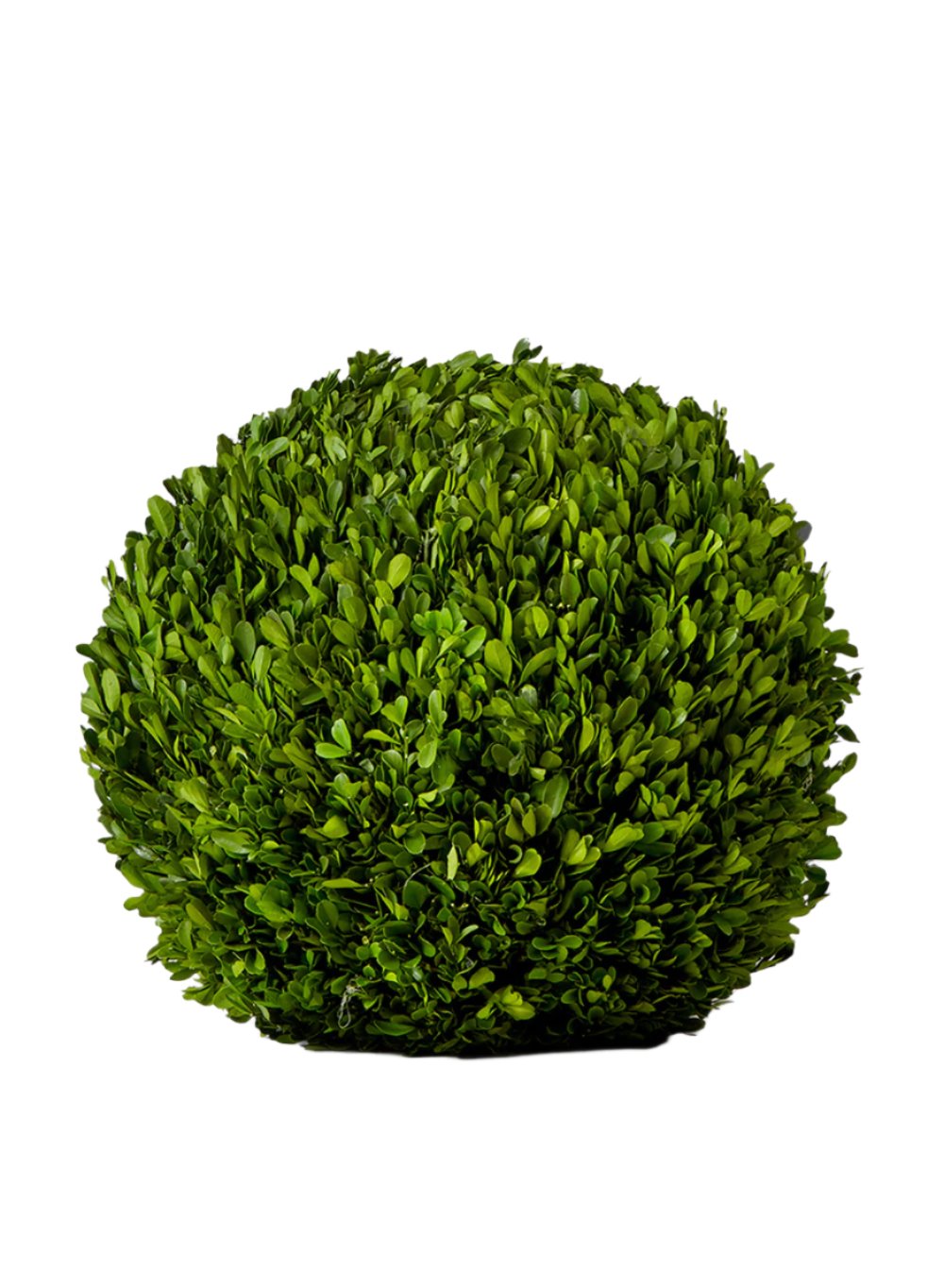 Preserved Boxwood Ball, in 4 Sizes