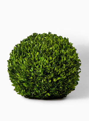 Preserved Boxwood Ball, in 4 Sizes
