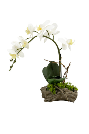 White Phalaenopsis Orchid in Driftwood Pot, 6.5" Diameter & 13.5" Tall