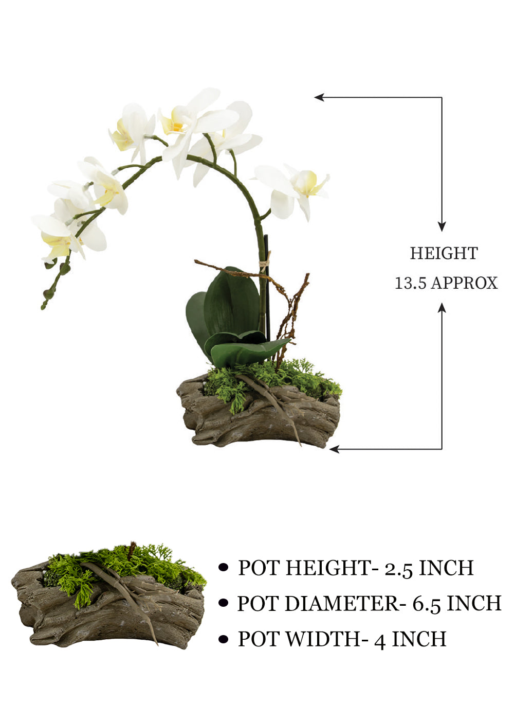 White Phalaenopsis Orchid in Driftwood Pot, 6.5" Diameter & 13.5" Tall