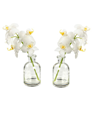 10" Faux White Phalaenopsis Orchid in Glass Bottle - Set of 2