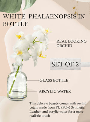 10" Faux White Phalaenopsis Orchid in Glass Bottle - Set of 2