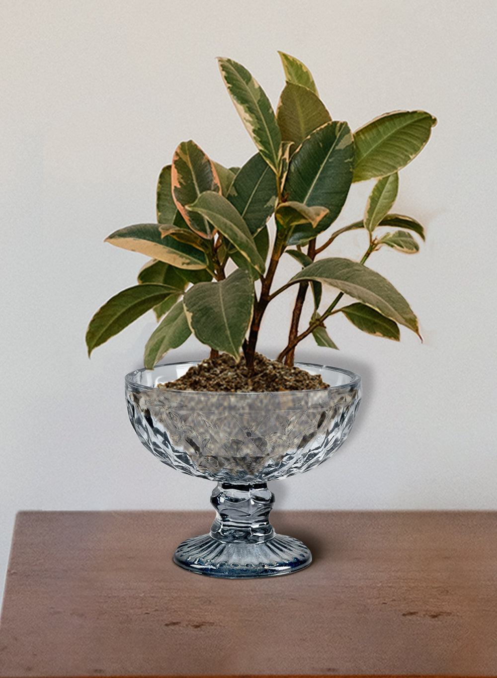 Embossed Glass Pedestal Compote, 5" Diameter & 4" Tall