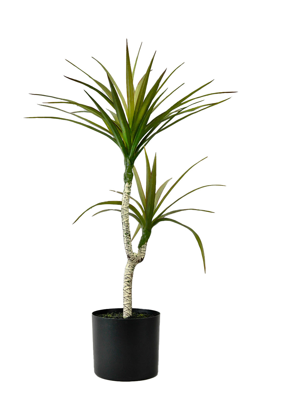 Faux Yucca Tree in Black Pot, 16" Diameter & 28" Tall