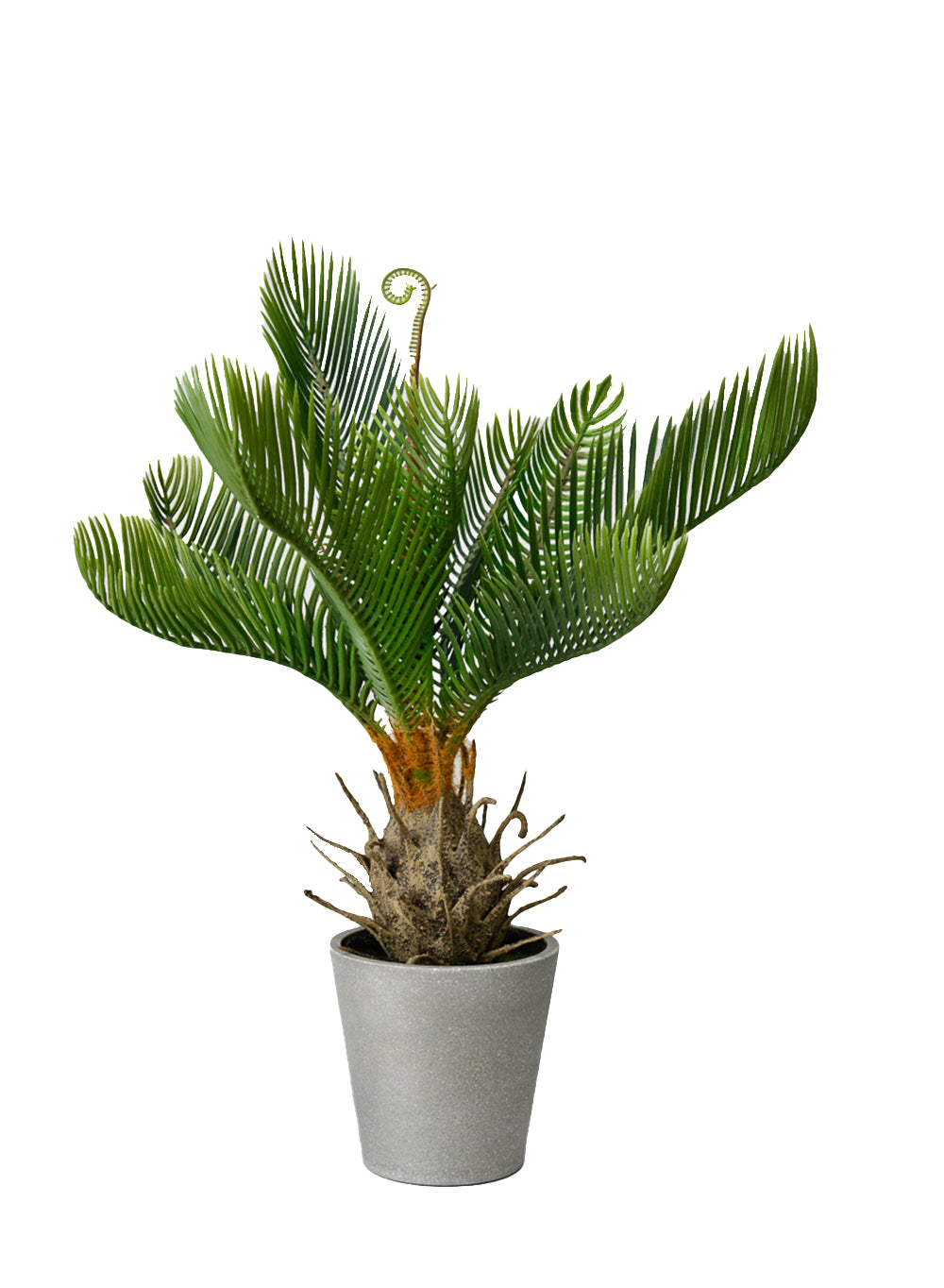 Faux Cycad Tree in Cement Pot, 12" Diameter & 17" Tall