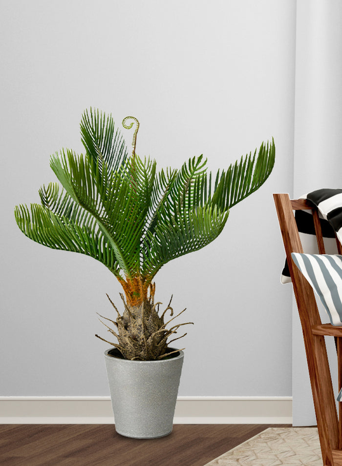 Faux Cycad Tree in Cement Pot, 12" Diameter & 17" Tall