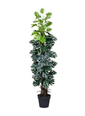 Faux Monstera Deliciosa Plant in Pot,16" Diameter & 55" Tall