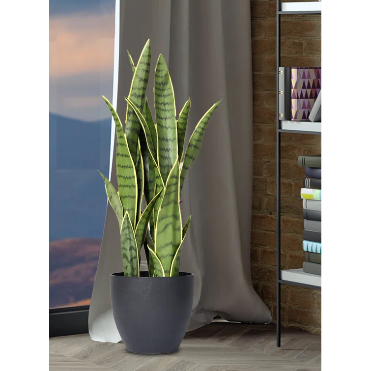 Artificial Bird's Nest Snake Plant in Black Pot, 10" Diameter & 27" Tall