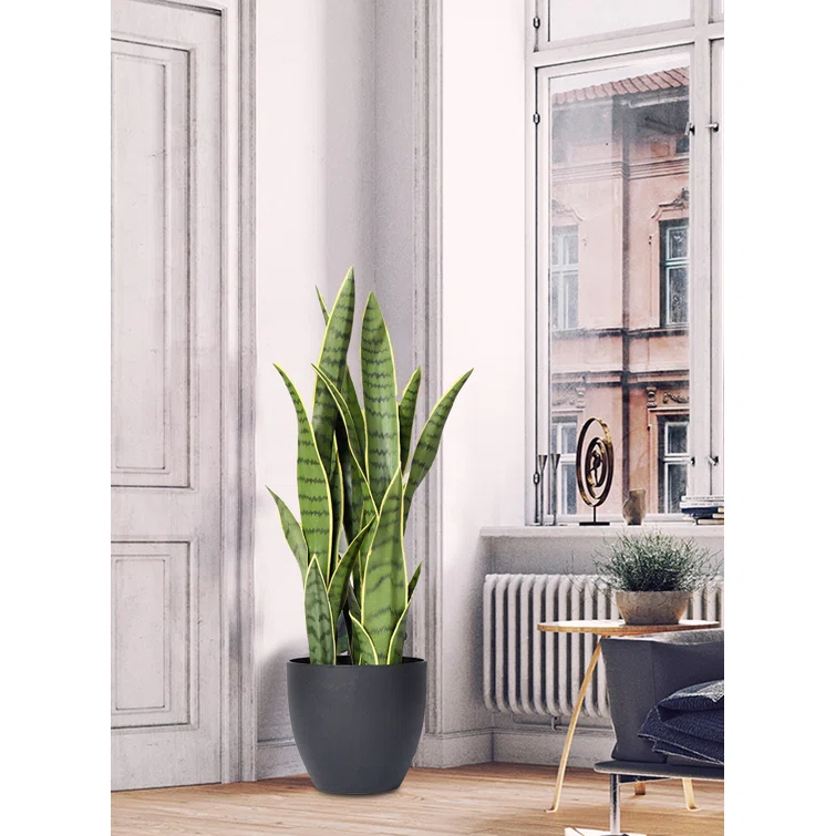 Artificial Bird's Nest Snake Plant in Black Pot, 10" Diameter & 27" Tall