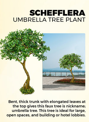Real-Looking Schefflera Umbrella Tree Plant, 75" Tall