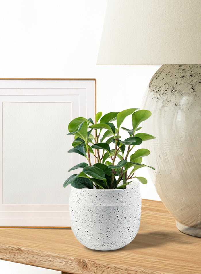 Serene Spaces Living White Granite Bowl, Plants Pot, Flower Vase, in 2 Sizes