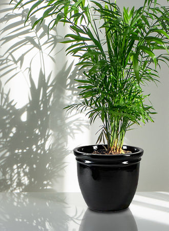 Polished Black Ceramic Planter, in 3 Sizes