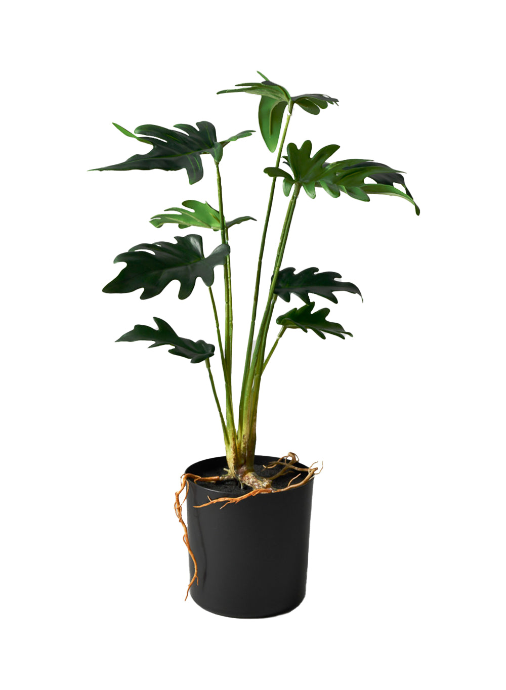 Faux Xanadu Philodendron in Black Pot, 8" Diameter & 17" Tall