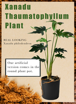 Faux Xanadu Philodendron in Black Pot, 8" Diameter & 17" Tall
