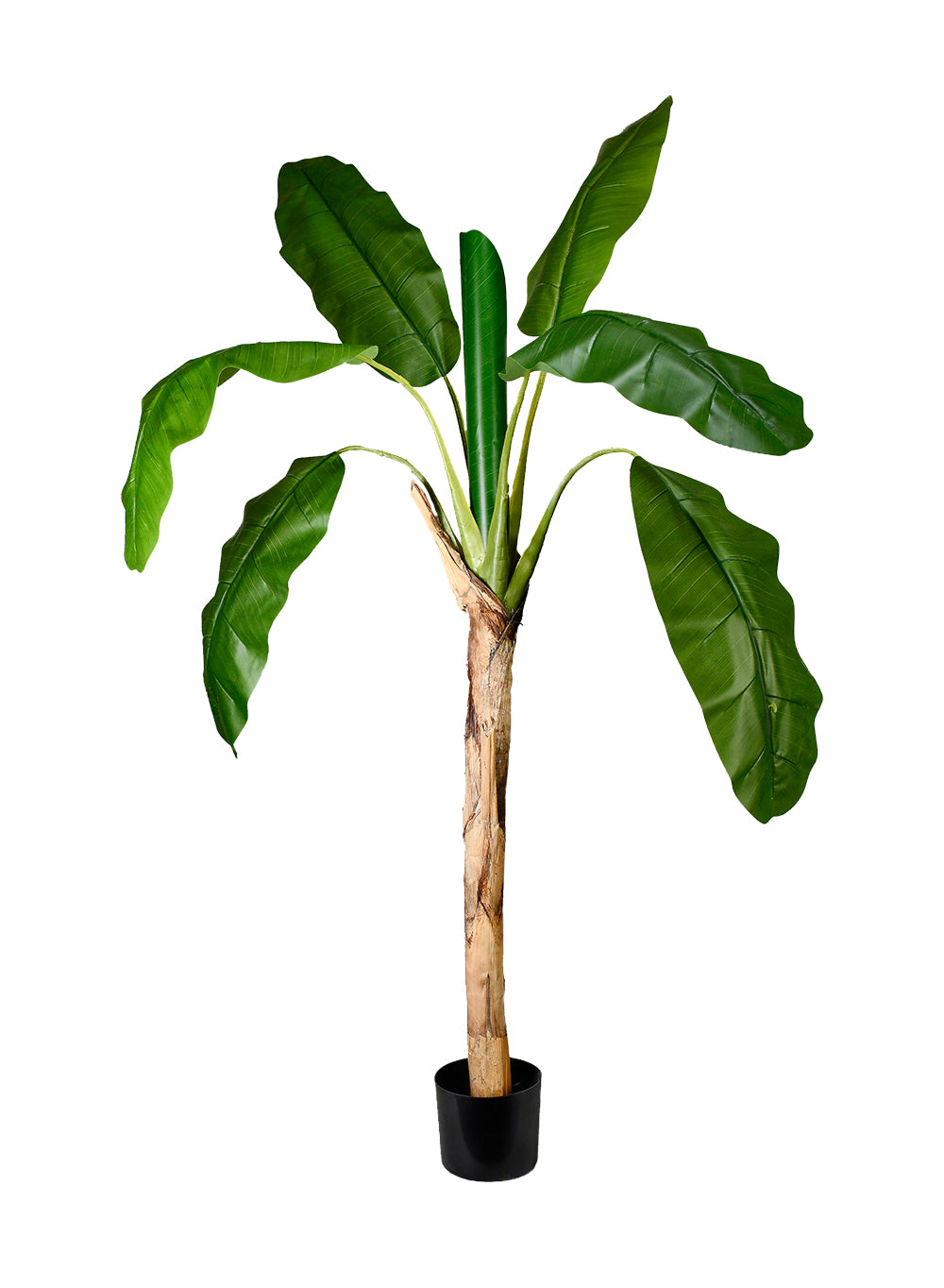 Artificial Banana Tree in Black Pot, 40" Diameter & 71" Tall