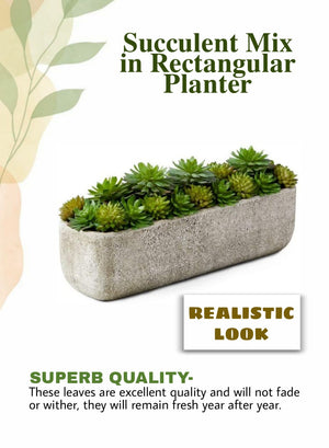 Serene Spaces Living Succulent Mix in Rectangular Planter, 11.5" L x 3" W x 5" H