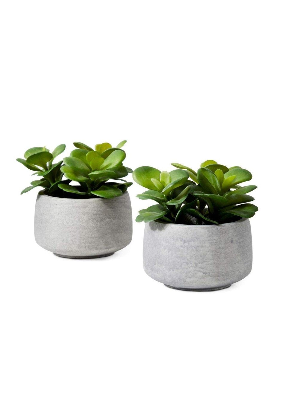 Serene Spaces Living Set of 2 Desert Rose in Grey Pot,4.5" Diameter x 6.25" High