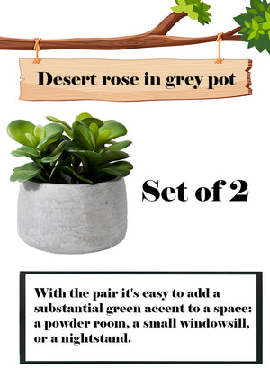 Serene Spaces Living Set of 2 Desert Rose in Grey Pot,4.5" Diameter x 6.25" High