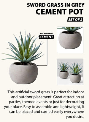 Serene Spaces Living Set of 2 Sword Grass in Grey Cement Pot, 6" Dia x 8" Tall
