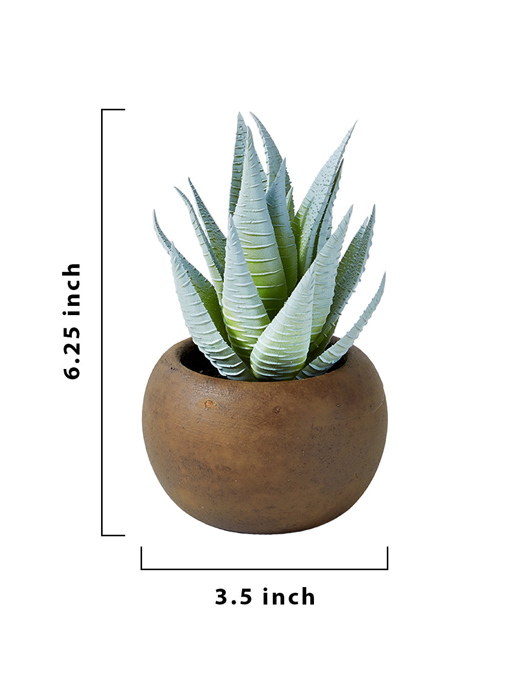 Haworthia Zebra in Brown Pot - Set of 2