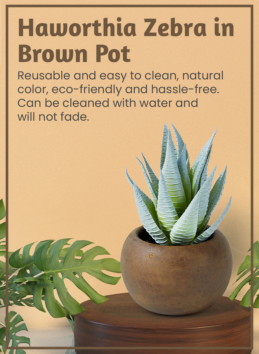 Haworthia Zebra in Brown Pot - Set of 2