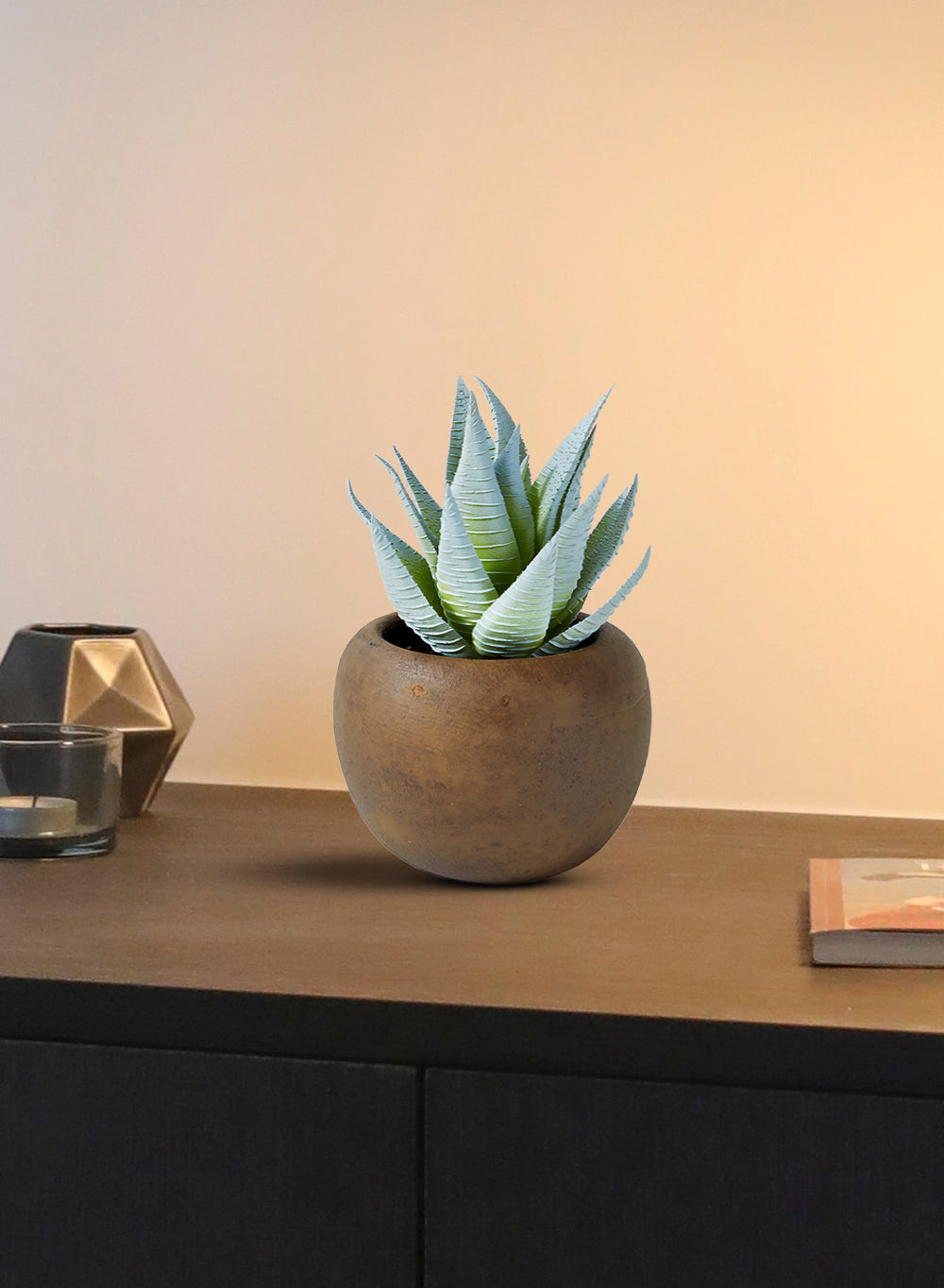 Haworthia Zebra in Brown Pot - Set of 2