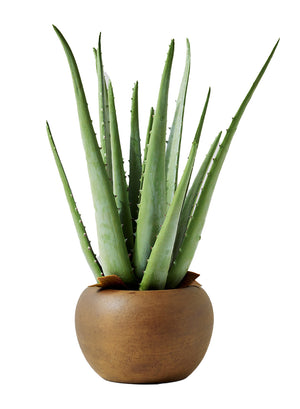 13.5" Faux Aloe Plant in Cement Pot