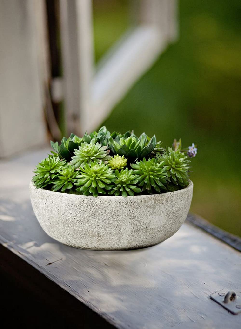 10" Echeveria Succulent Mix in Bowl