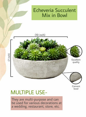 Serene Spaces Living Echeveria Succulent Mix in Bowl, Measures 10" Dia x 7" Tall