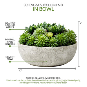 10" Echeveria Succulent Mix in Bowl