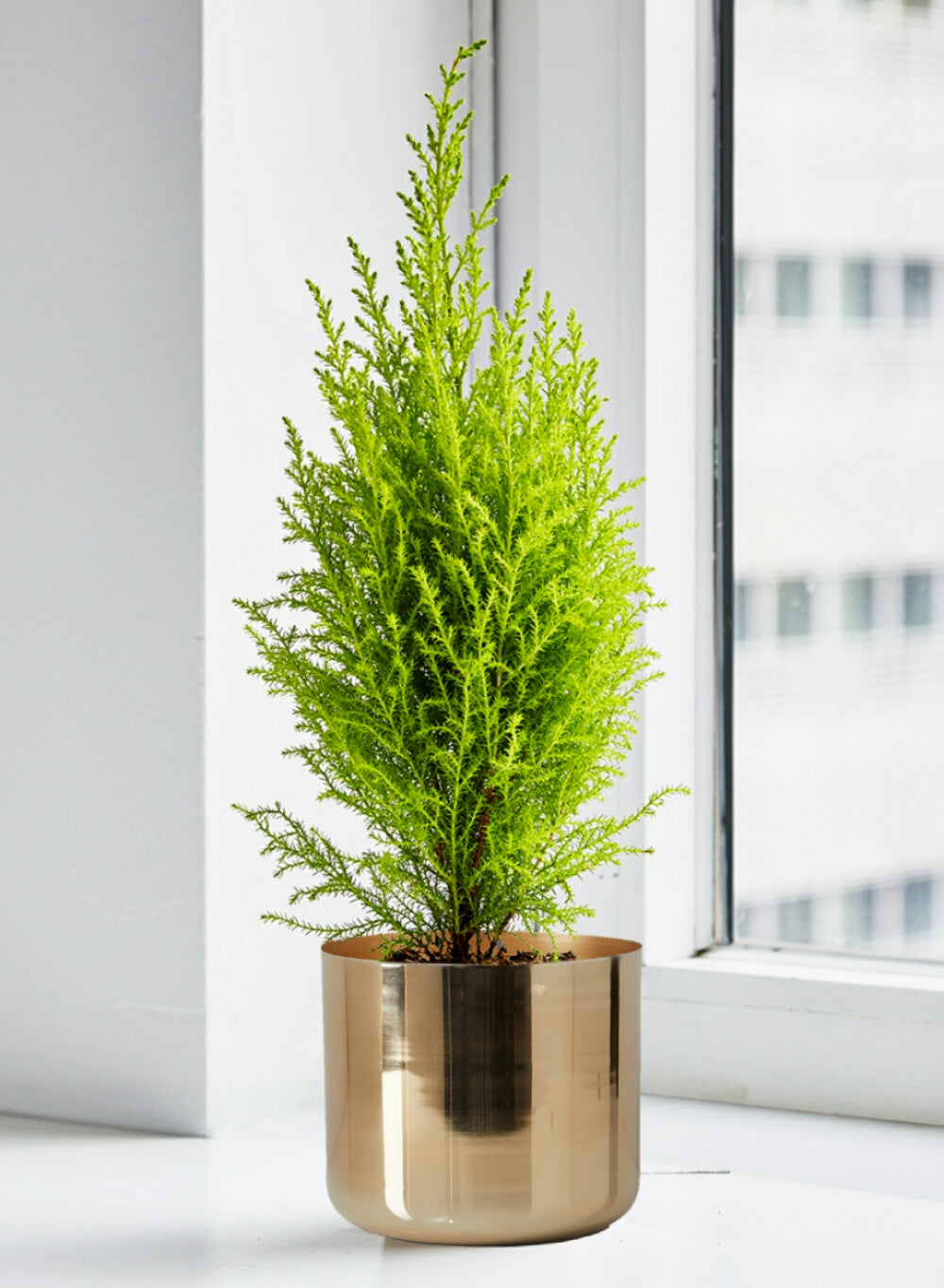 9" Gold-Finish Iron Indoor Planter