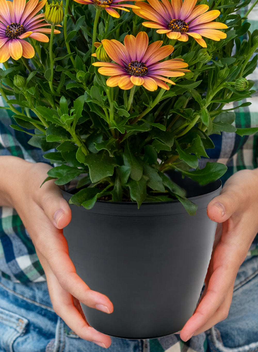 Metal Cachepot, in 3 Colors