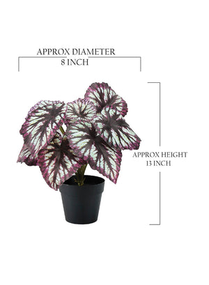 Artificial Begonia Cathayana in Classic Black Pot, 8" Diameter & 13" Tall