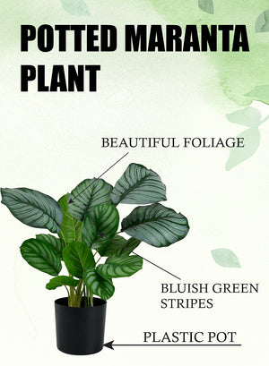 Artificial Maranta Plant in Classic Black Pot, 12" Diameter & 18" Tall