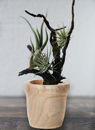 Paulownia Wood Pot, 4.5" Dia & 4.5" Tall - Set of 2