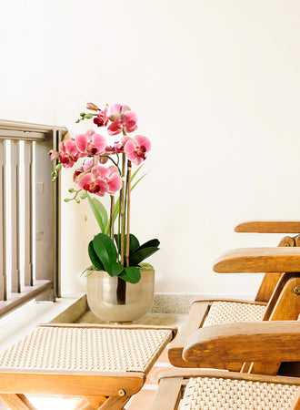 Serene Spaces Living DIY Orchid Kit: Contains Faux Potted Plant, Gold Bowl & Moss