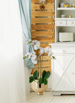 DIY Orchid Kit: Contains Faux Potted Plant, Gold Bowl & Moss