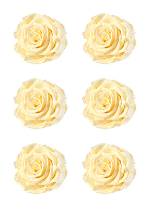 Preserved Real Rose, In 4 Colors-Set of 6