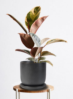 Ceramic Pot with Saucer for Plants, 2 Sizes & 2 colors