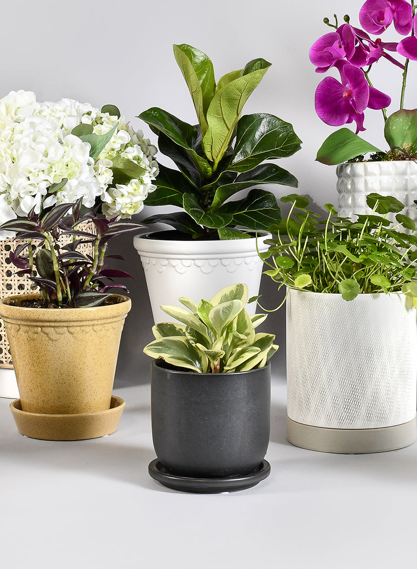 Ceramic Pot with Saucer for Plants, 3 Sizes & 3 colors