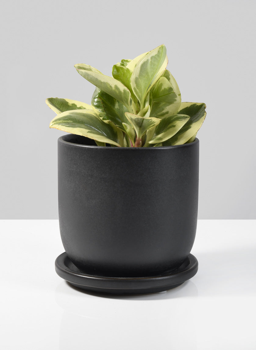 Ceramic Pot with Saucer for Plants, 3 Sizes & 3 colors