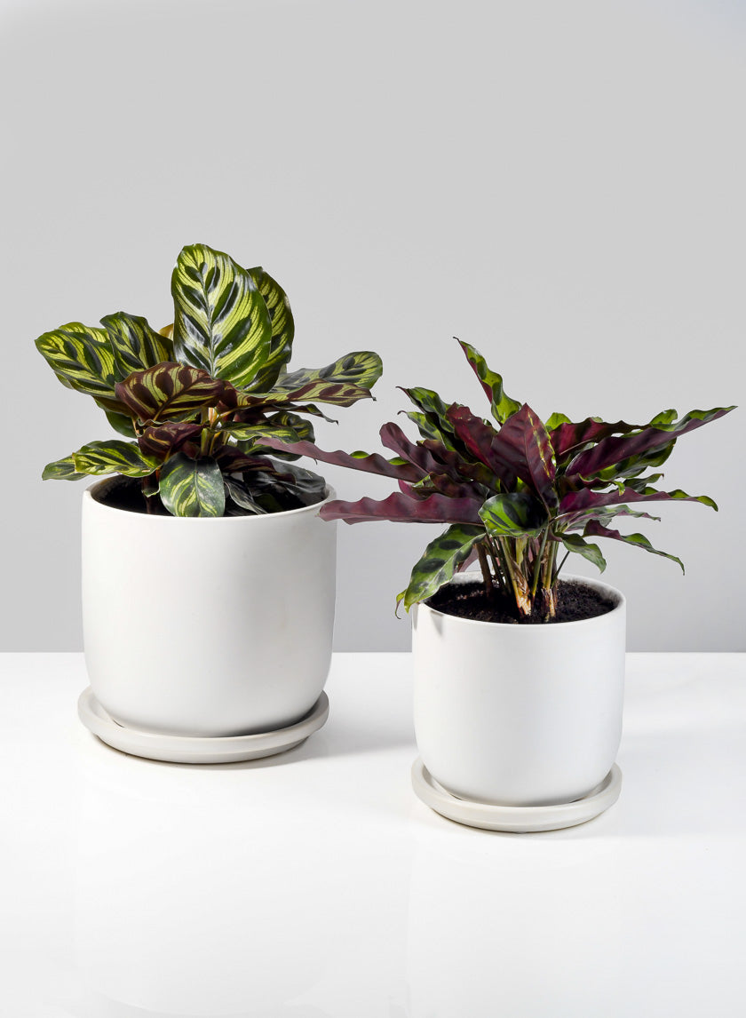 Ceramic Pot with Saucer for Plants, 3 Sizes & 3 colors