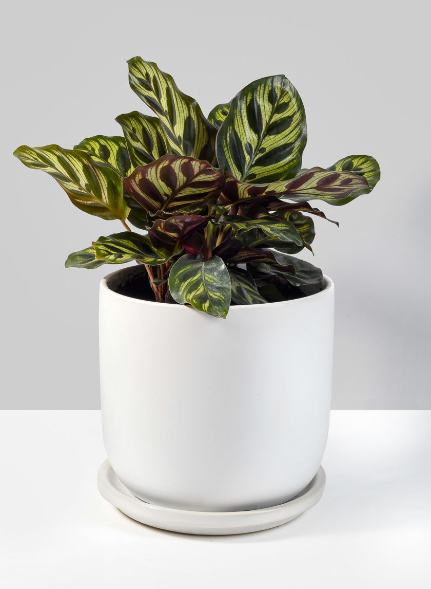 Ceramic Pot with Saucer for Plants, 3 Sizes & 3 colors