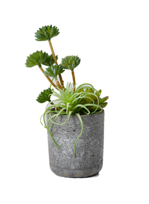 Artificial Mixed Succulents in Grey Round Cement Pot
