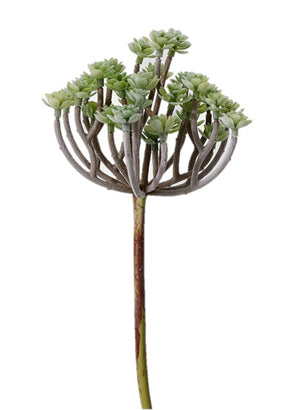 Succulent Mini Tree