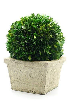 Serene Spaces Living Preserved Boxwood Ball in Square Pot, Greenery Boxwood Ball Topiary and Pot, 2 Size Options
