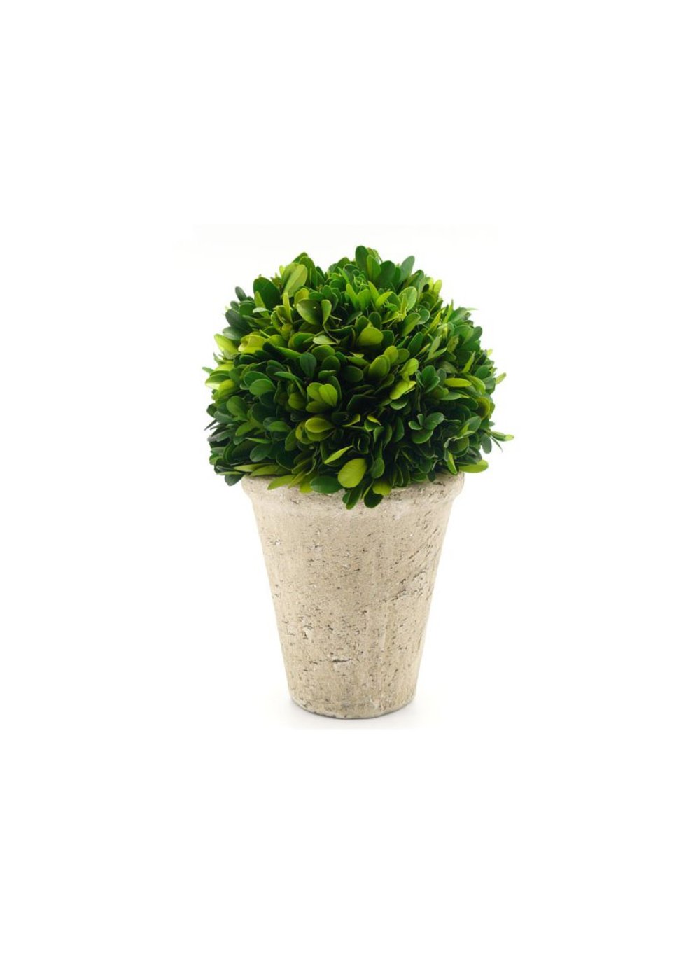 Preserved Boxwood Ball in a Pot, in 3 Sizes