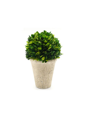 Serene Spaces Living Preserved Boxwood Ball with Large Pot – Natural Indoor Greenery, Simple Care, 10.5" x 7"