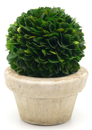 Preserved Boxwood Ball in a Small Pot, Available in 3 Sizes